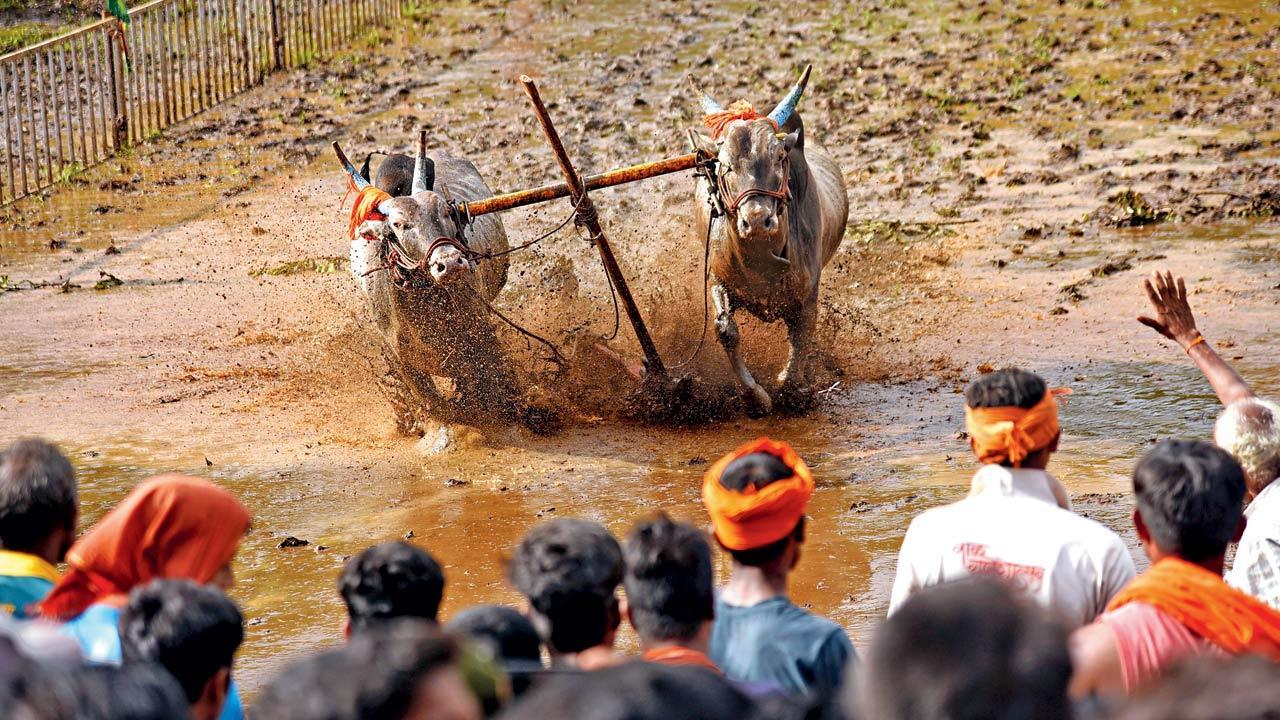A farmer and his race: All about the Nangrani bull-racing festival in Ratnagiri