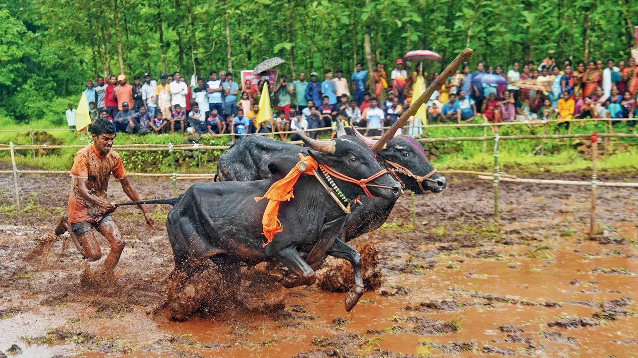 Children as young as 15 are allowed to participate in the amateur race on recommendations. This, says Gangrekar gives them encouragement to master the craft for when they can enter the professional competition at the age of 18