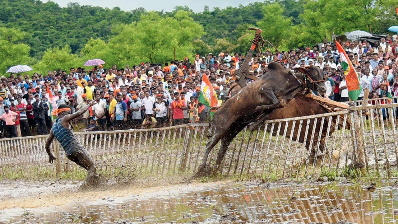 The 50-km race is open for both amateurs and professionals and needs agility. The nangar is swerved to give the bulls direction, the farmer has to run at the same speed as the bull in order to not lose their grip over the nangar completely. Here, the Bulls jump over the race track barricade