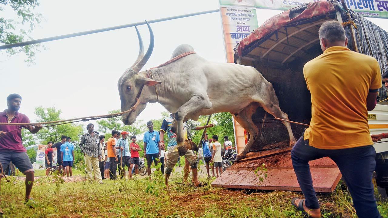 Bulls are handled by experienced farmers. Those with less know-how are always accompanied by an experienced farmer. Bulls are moved via tempos and lugged into competitions; in order to avoid any injury, their stride is interrupted by holding a stick against their hind legs  taking them off balance