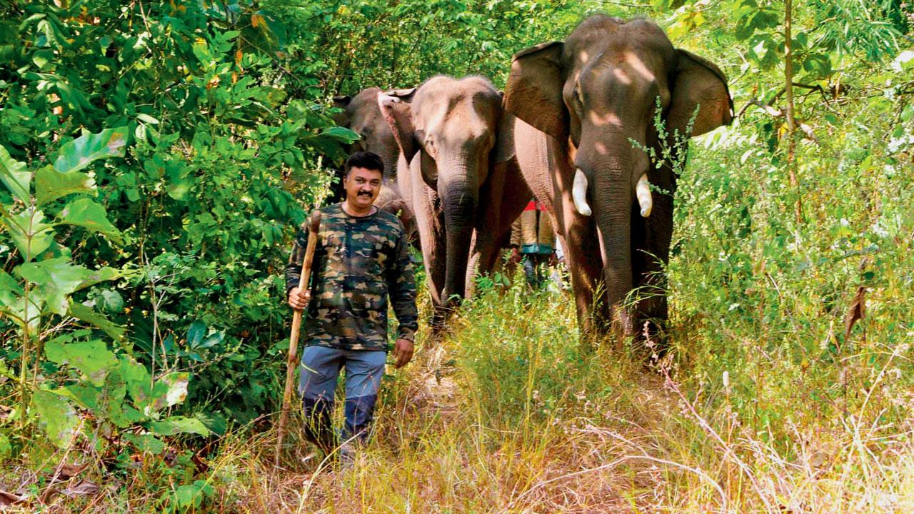 Anand Shinde leads elephants at Tadoba National Park 