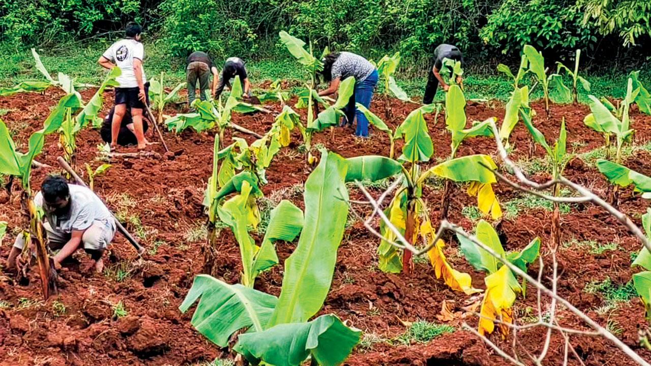Saplings planted by the group