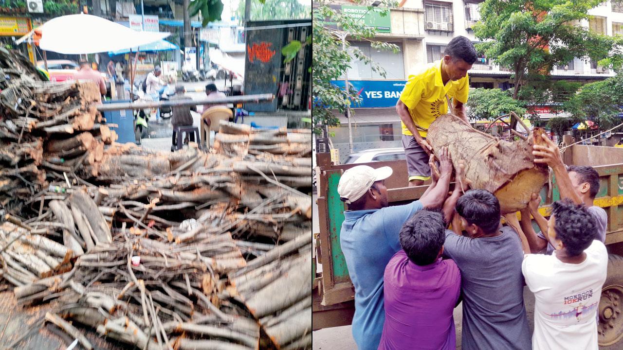 Banyan tree’s revival in Mumbai: 25 new trees sprout from fallen giant