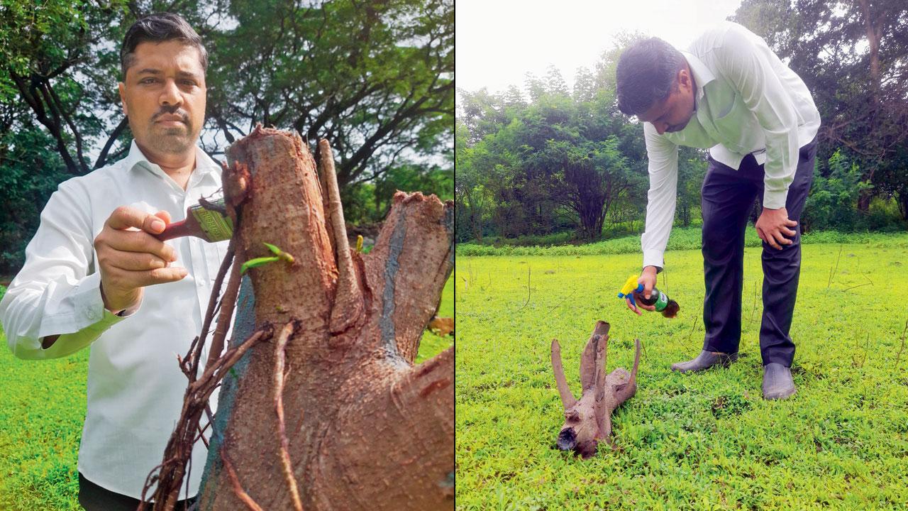 A forest officer supervising the stumps at Sanjay Gandhi National Park