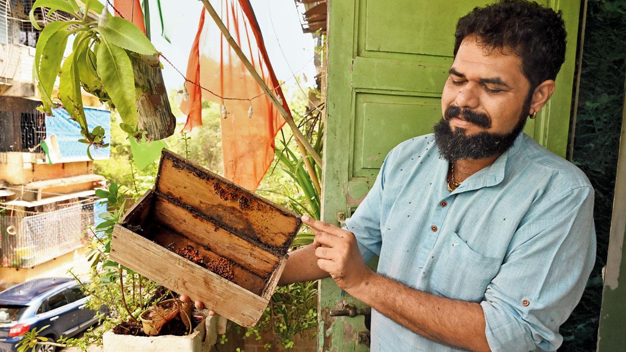 Your guide to beekeeping in Mumbai