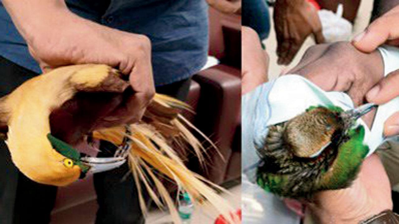 Mumbai: Customs, DRI foil bid to smuggle exotic birds from Indonesia