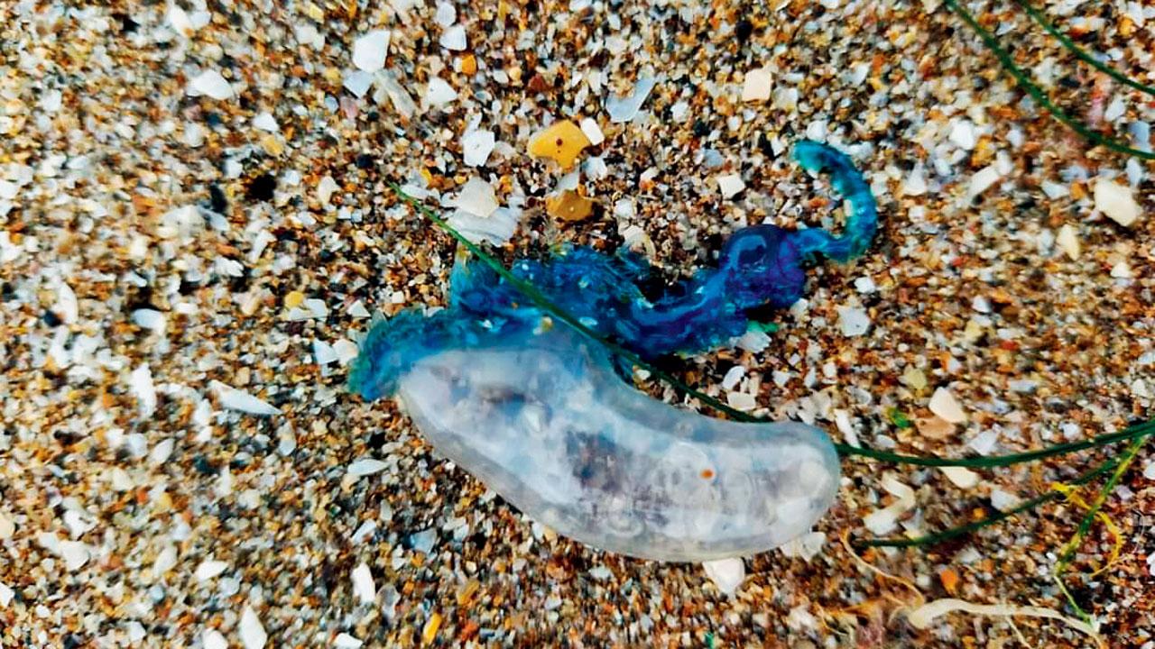 A Bluebottle that was spotted last week