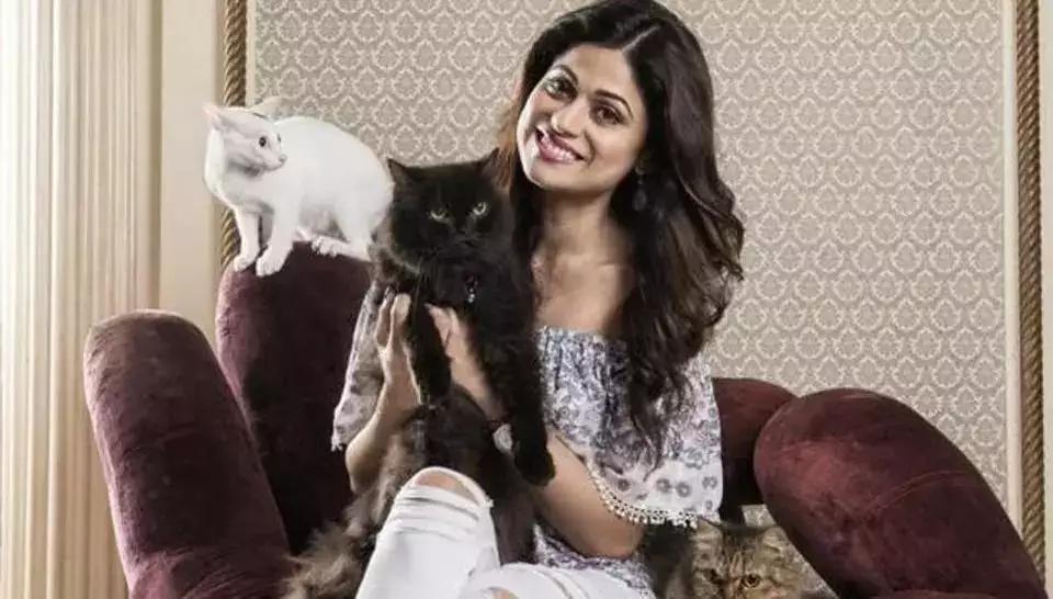 With her deep affection for her feline companions Pixie, Lola, Loki, and Phoebee, Shamita Shetty shares pictures with them that steal our hearts