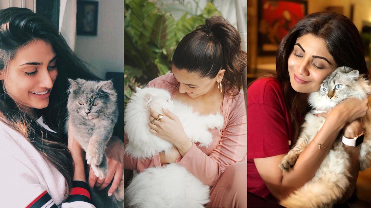From Alia's Edward to Jacqueline's Miu Miu, celebrities and their adorable cats