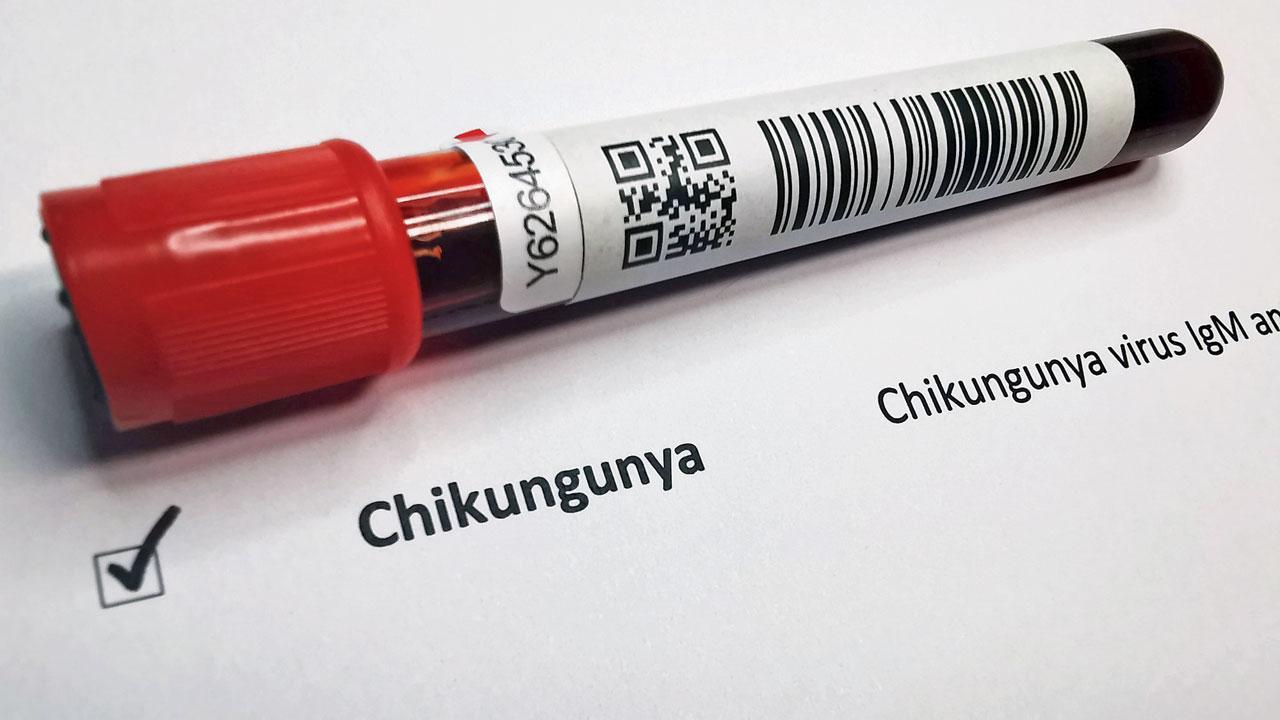 Chikungunya cases surge in Juhu: Experts warn of growing numbers