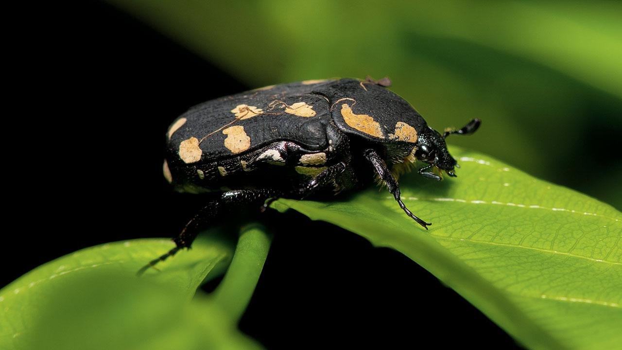 The clinteria klugi beetle feeds on nectar, pollen and flower petals