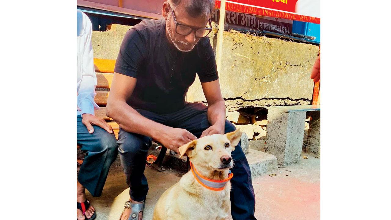 A member places the reflective collar around the neck of a stray