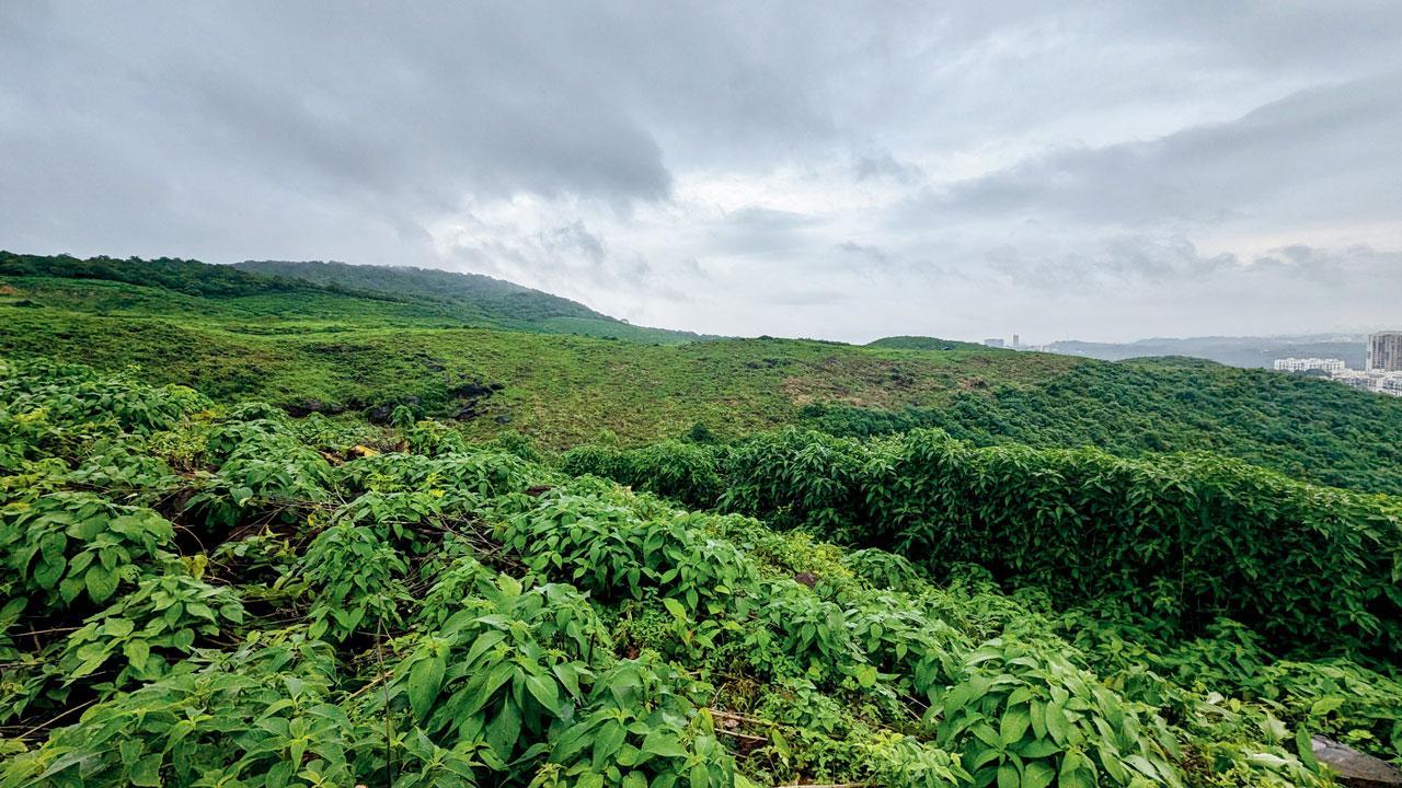 Mumbai: ‘Dindoshi Hills land in SGNP illegally handed off to developer’
