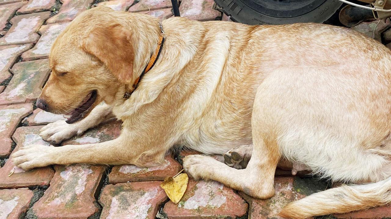 The Labrador, which is at a health centre, on Thursday
