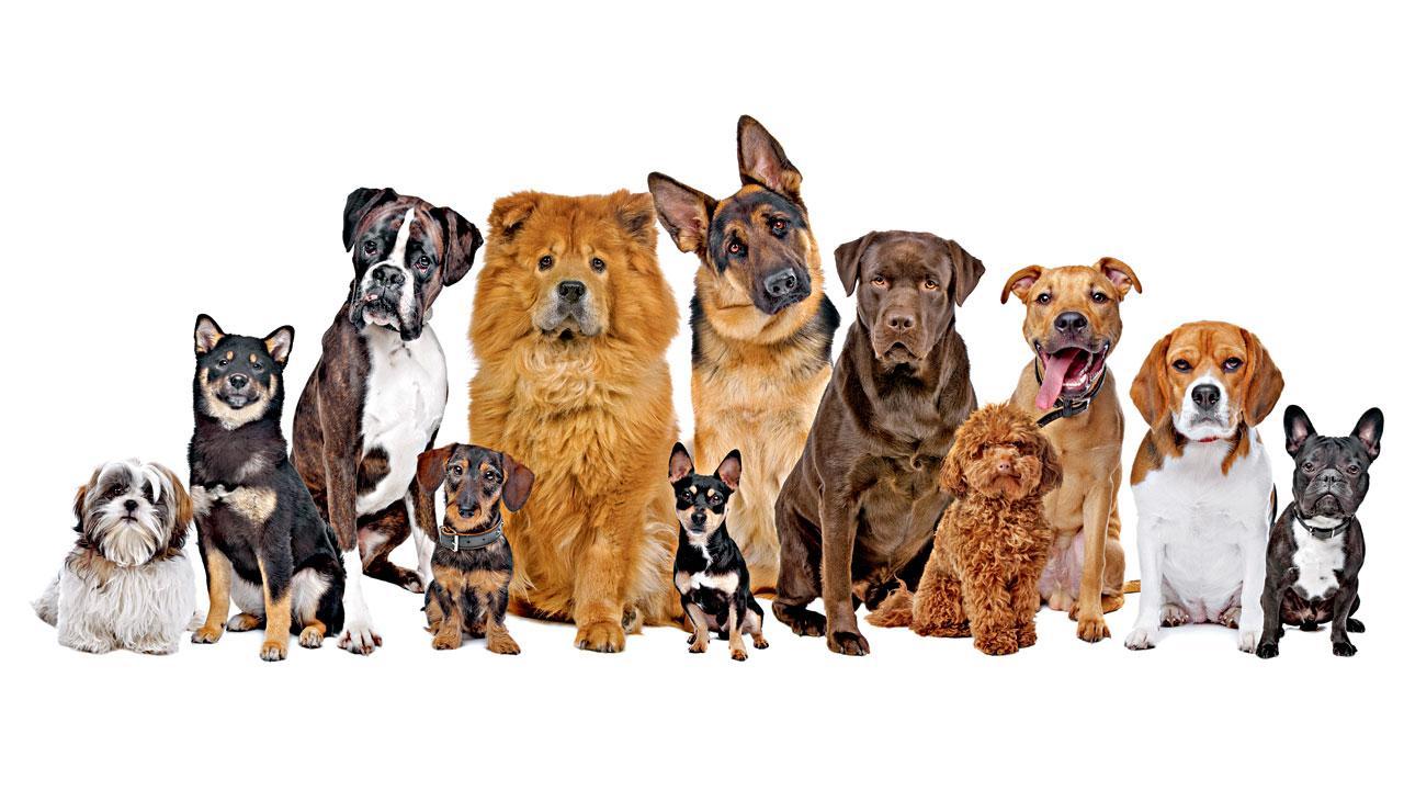 International Dog Day Stories that reiterate the bond between humans