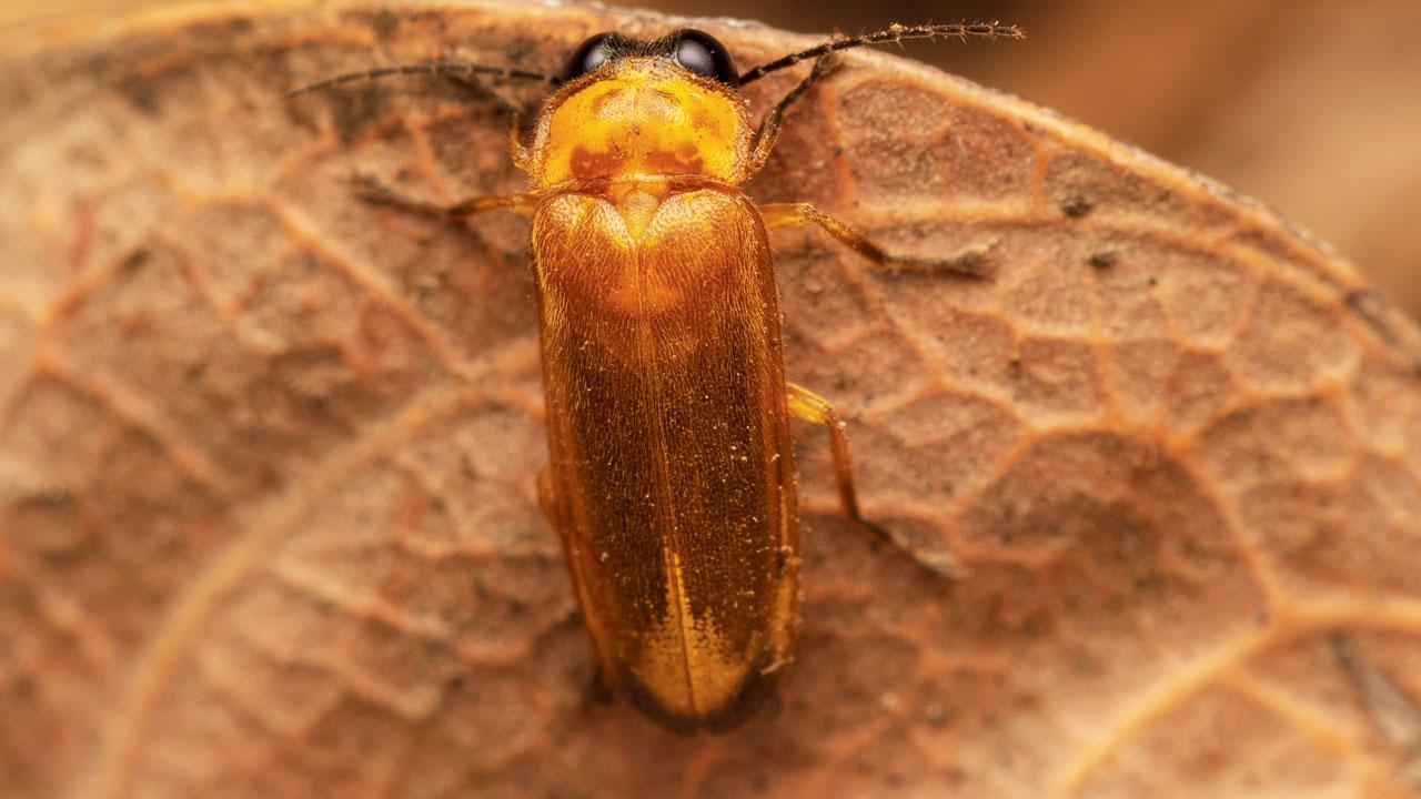 A firefly rests on a dried leaf