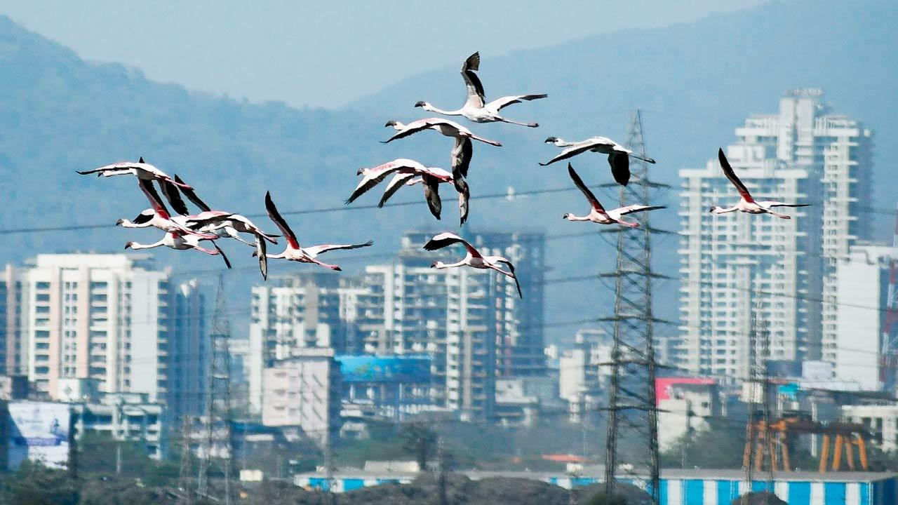 Winged guests no risk to new Navi Mumbai airport: Study