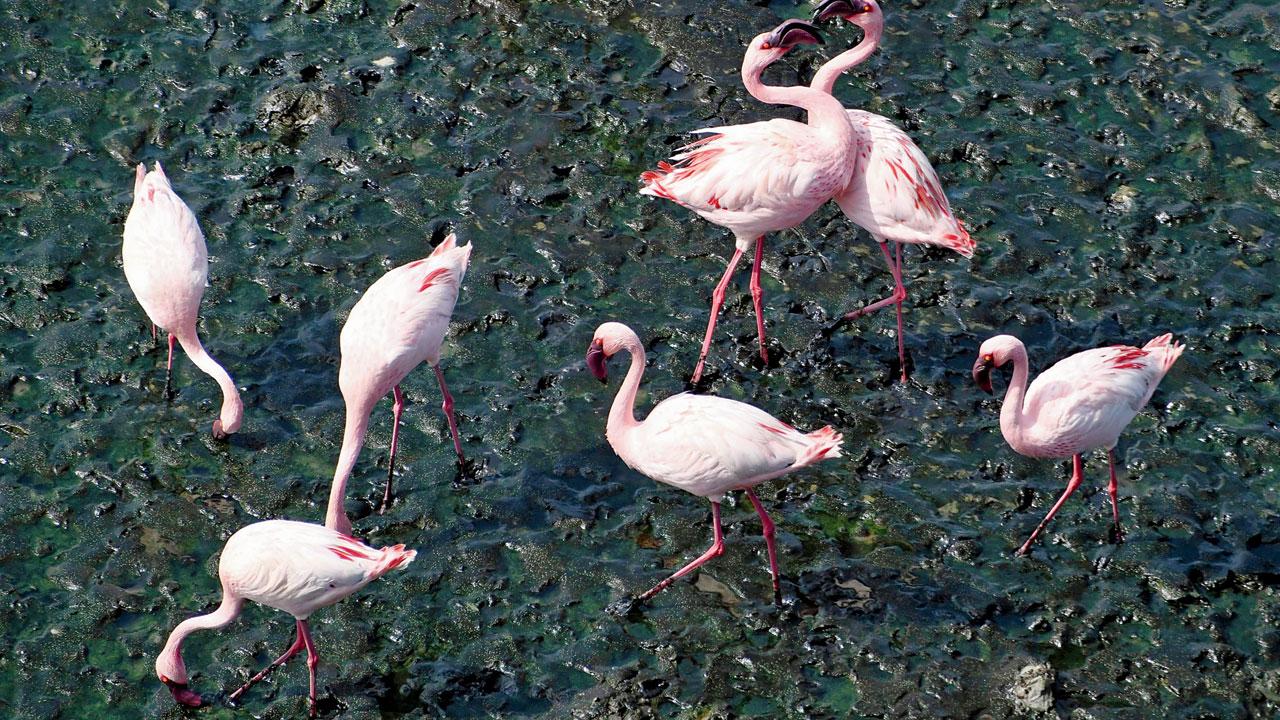 Flamingos spotted at Thane Creek Flamingo Sanctuary. Pic/Ashish Raje