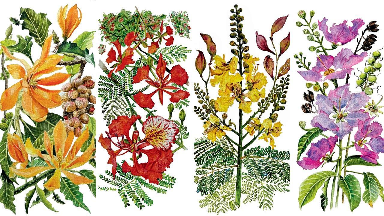 How artist Swati Chandak Sharma documents the flowering trees near Aarey forest