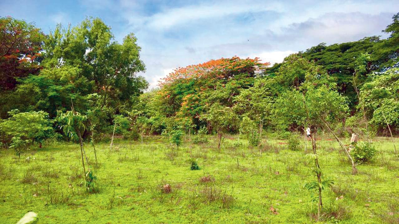 The artworks depict flowering plants around Aarey forest. Pic Courtesy/Wikimedia Commons