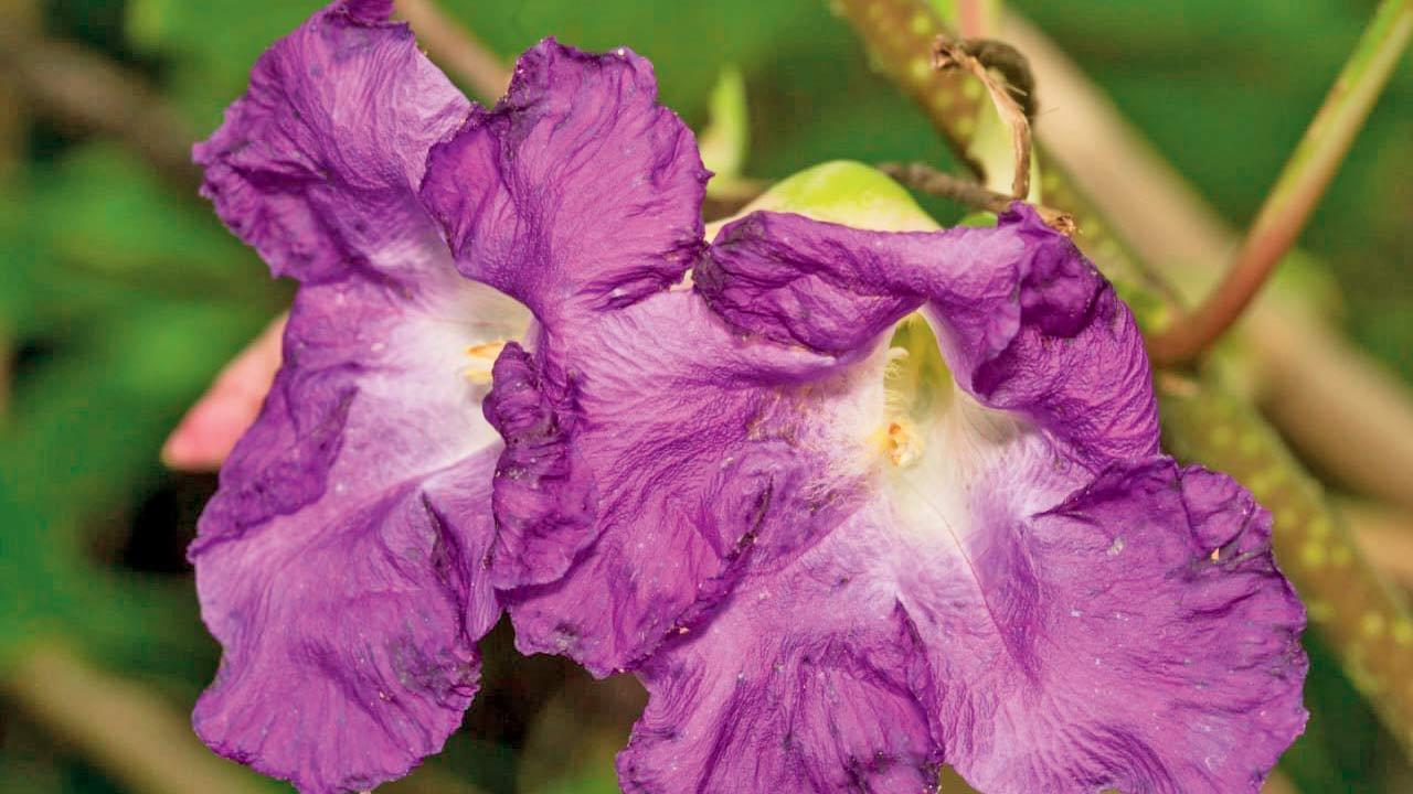 7-year wonder flower blooms in Mumbai