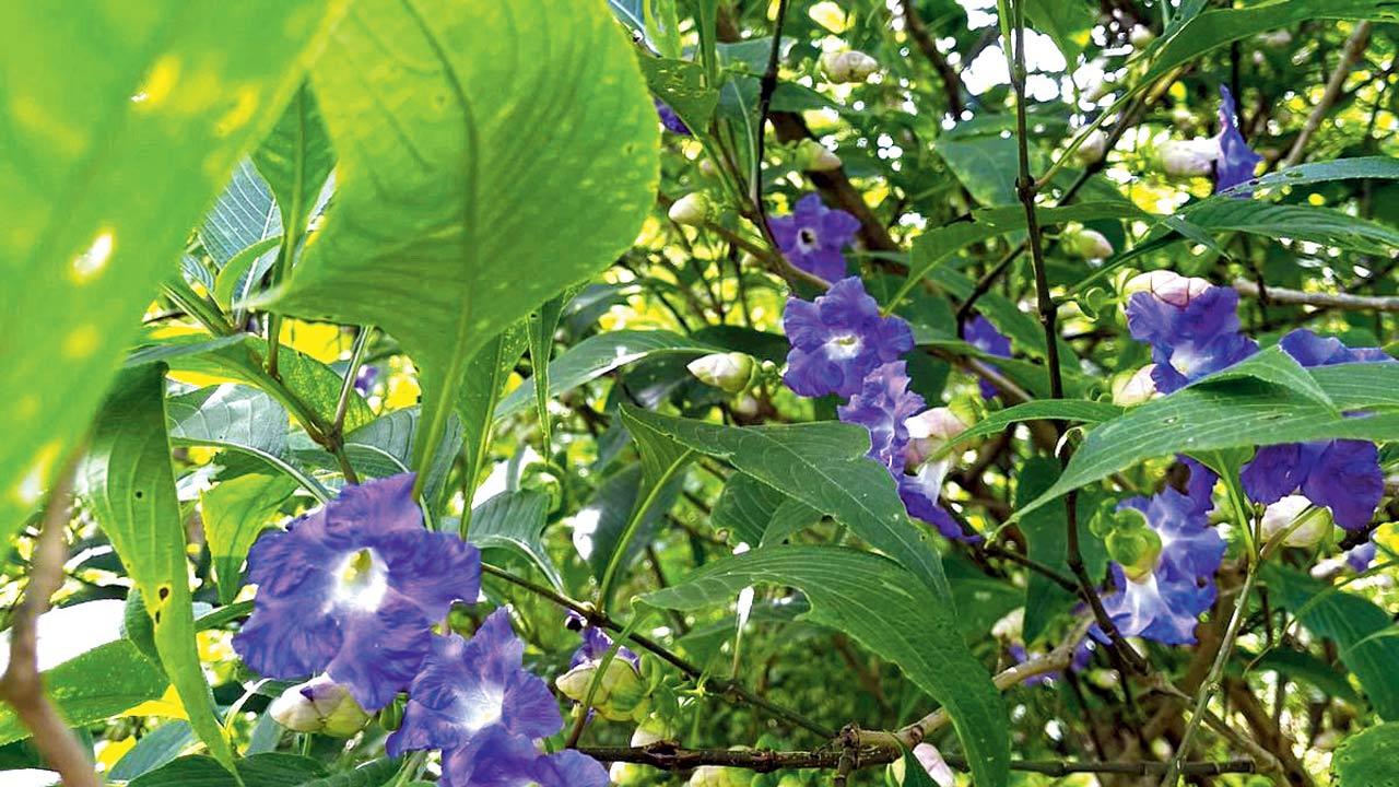 The karvi’s most remarkable trait is its large-scale flowering