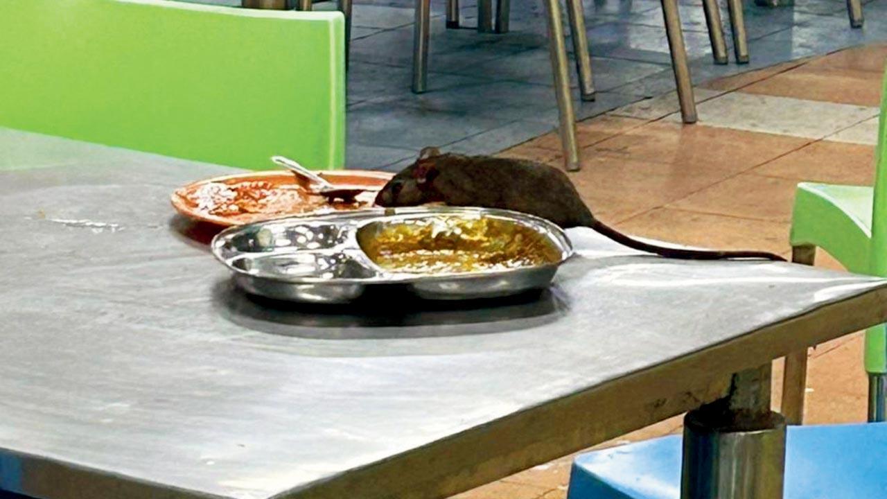 Mumbai: Fresh debate over non-veg food at IIT-B canteen