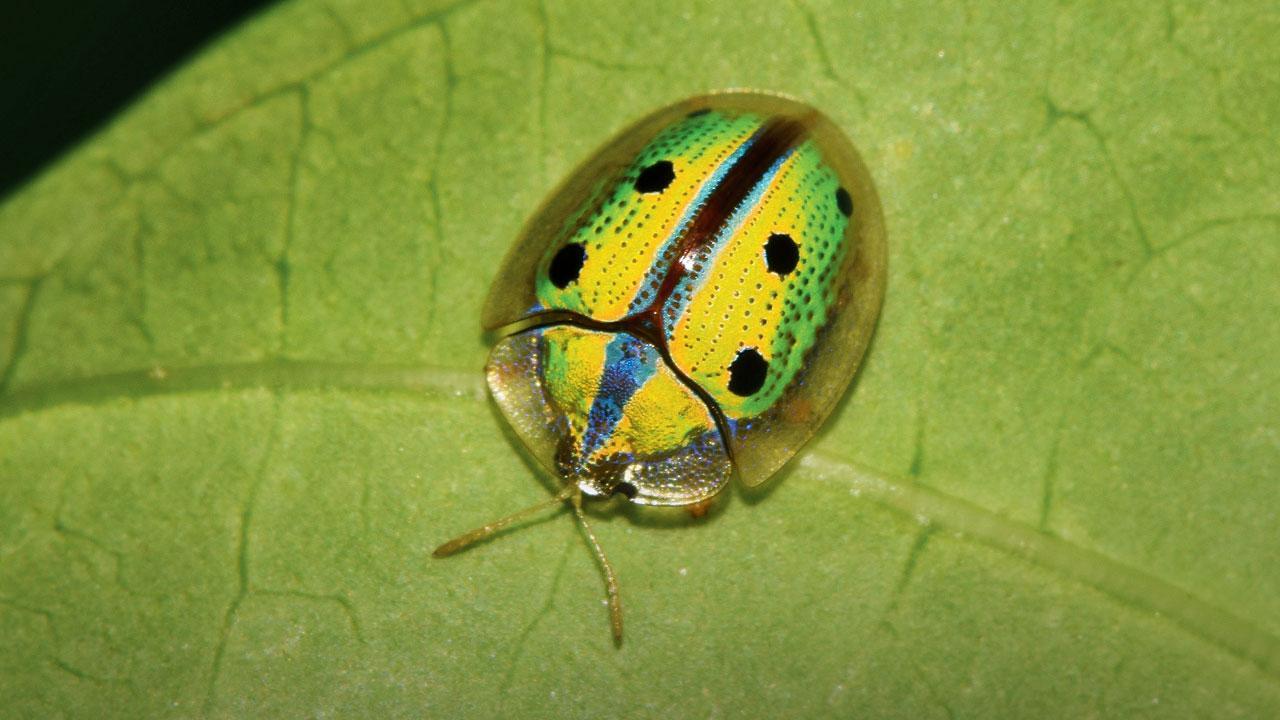 Discover the world of beetles with this nature trail in Mumbai this weekend