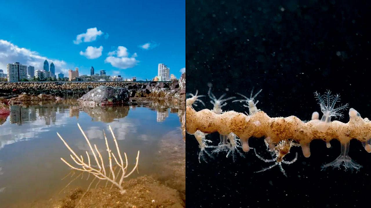 Indian sea plume on a rock at Haji Ali. PIC COURTESY/Prathamesh Khedwan (right) A close-up of the marine animal under water at Juhu Beach. PIC COUrTESY/Gaurav Patil