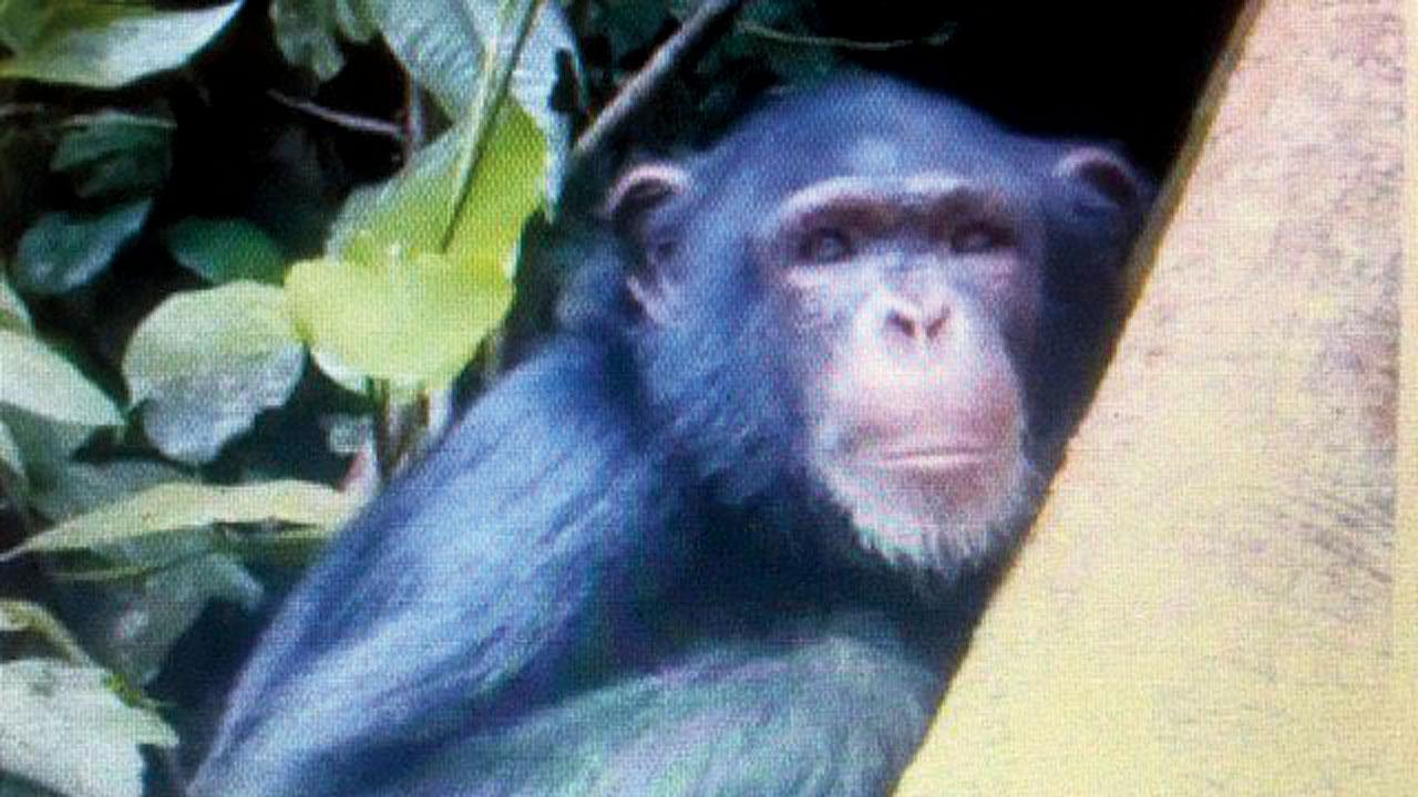 Monkeypox started spreading from infected chimpanzees in the Democratic Republic of Congo