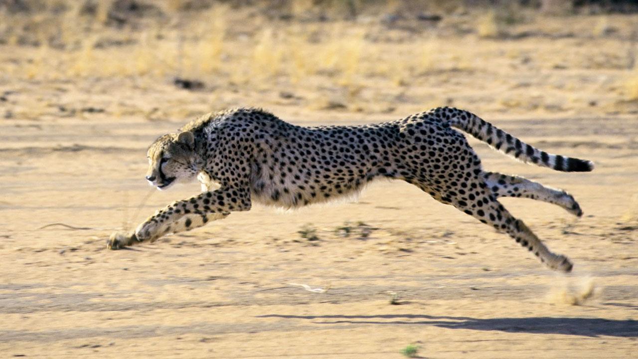 Namibian Cheetahs brought to India can finally run free 