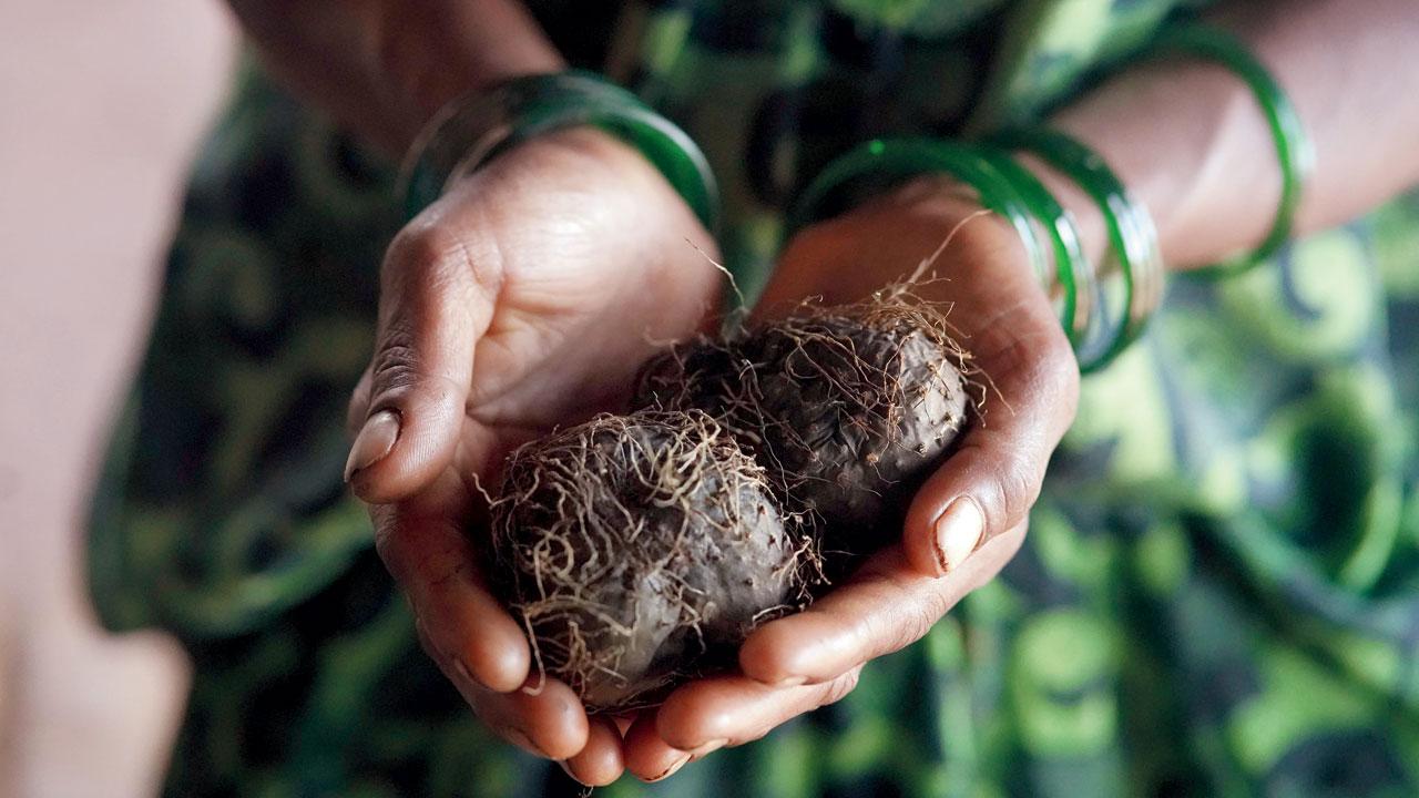 The Wild Food Festival is a journey into India’s culinary diversity, celebrating the rich traditions and wisdom of indigenous communities. It invites us to reimagine our connection with food, culture, and sustainability