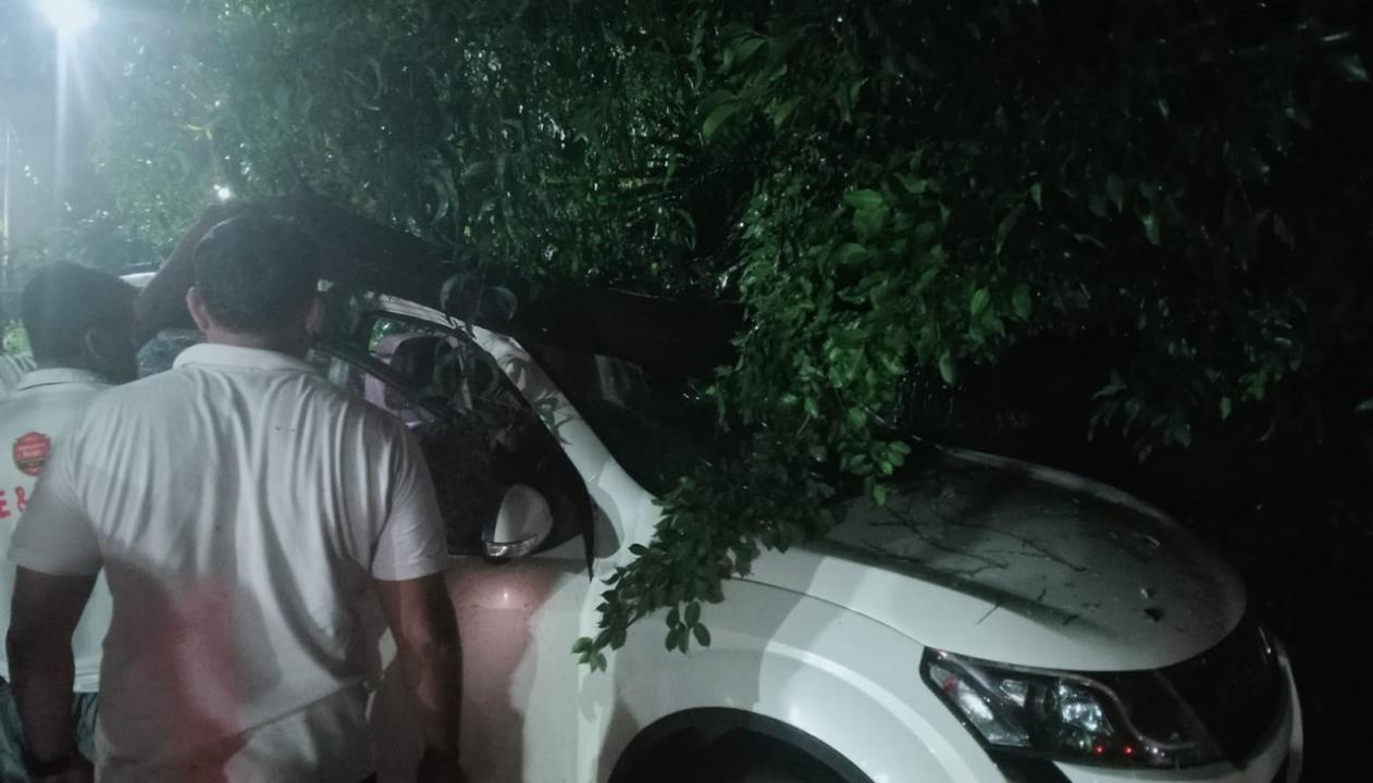 Maharashtra: Tree falls on parked car in Thane, no one was injured