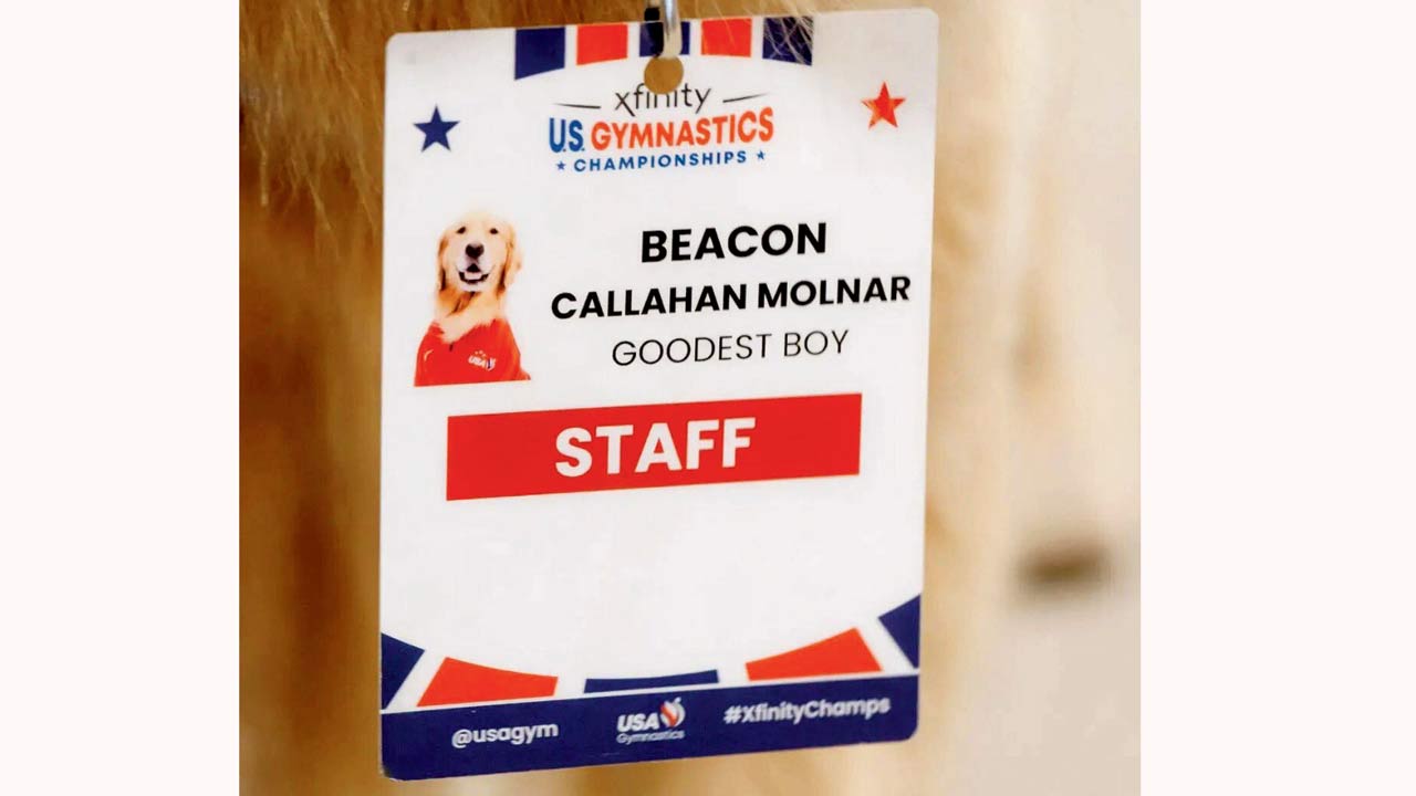 A staff ID card created for the golden retriever mentions his designation as the ‘goodest boy’.  Pics Courtesy/X; Instagram