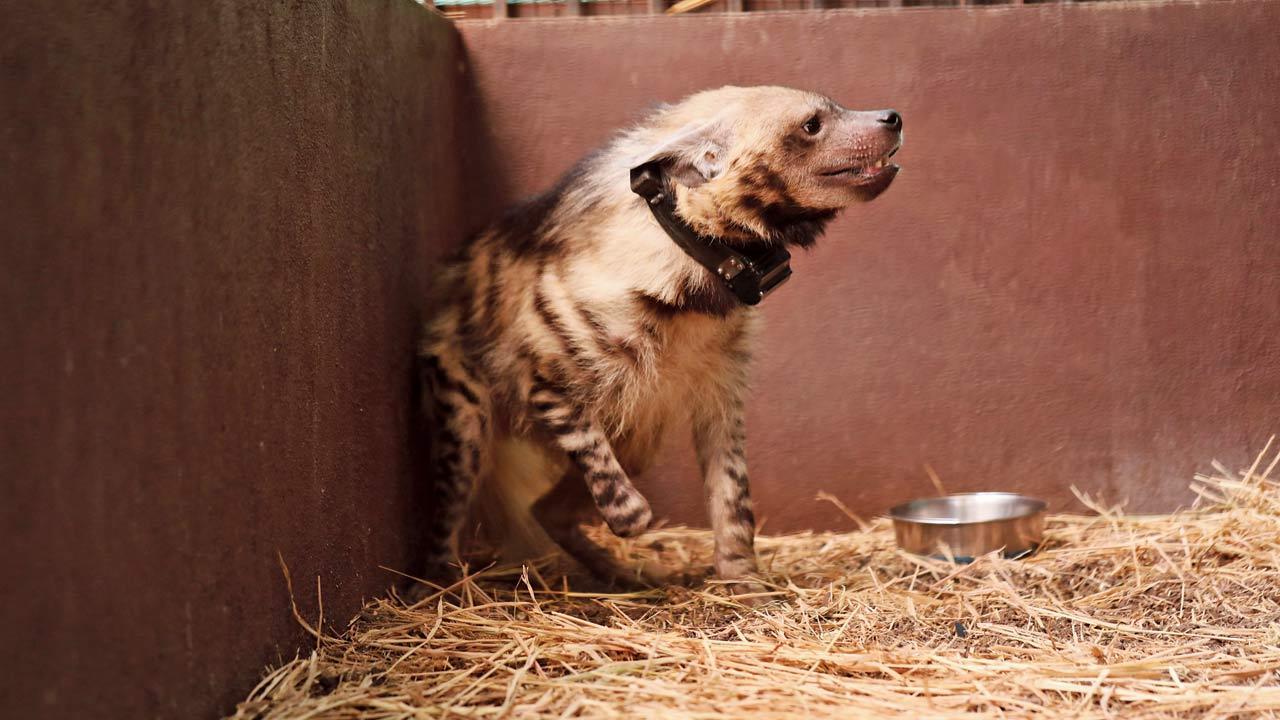 This hyena can stand on his own three legs