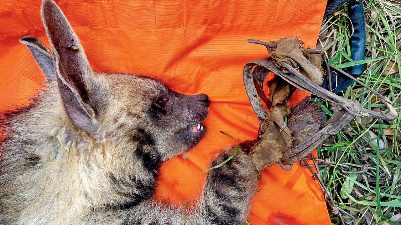 The animal was estimated to have been wandering with the claw trap on its paw for three to four days, worsening its injury