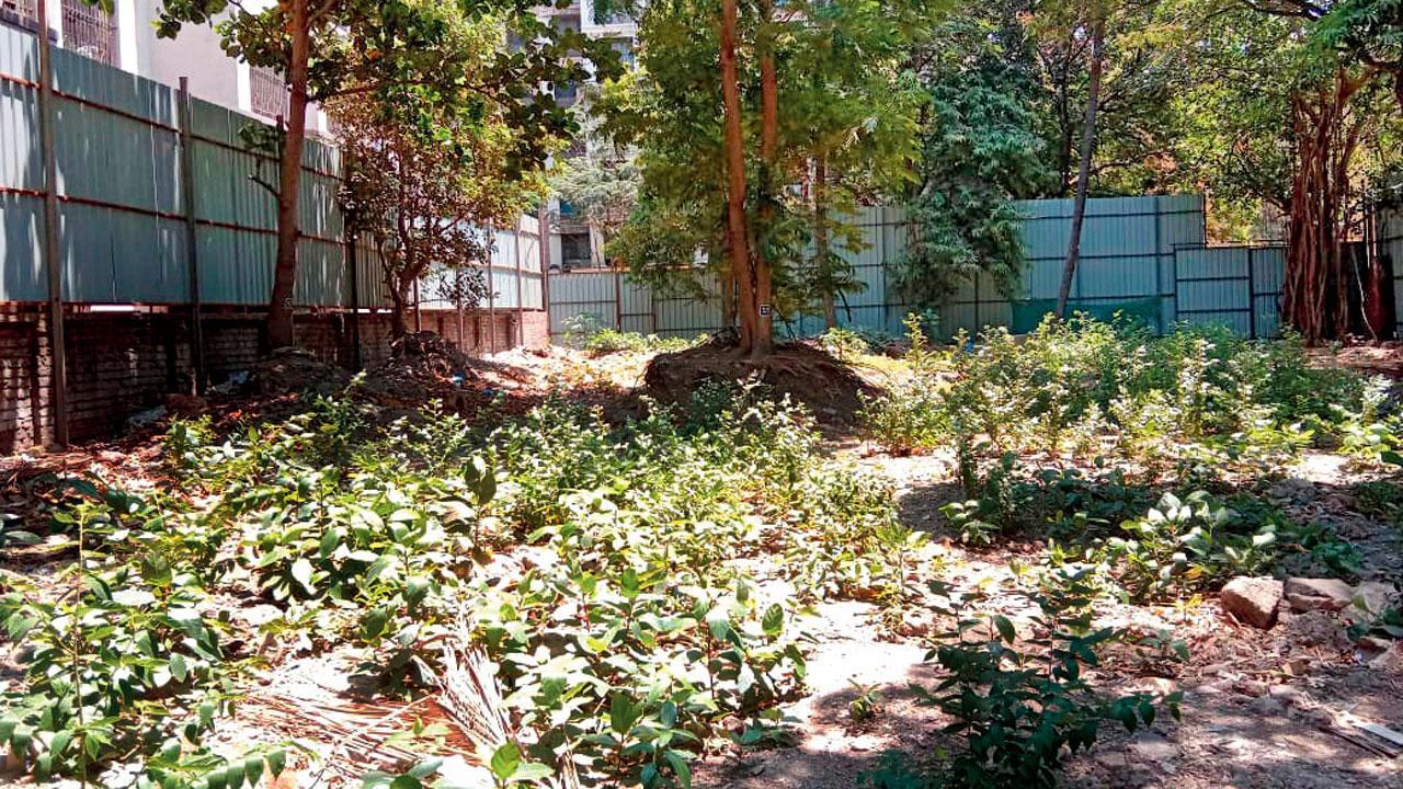 Trees delay redevelopment of Mumbai's Tilak Nagar from taking root