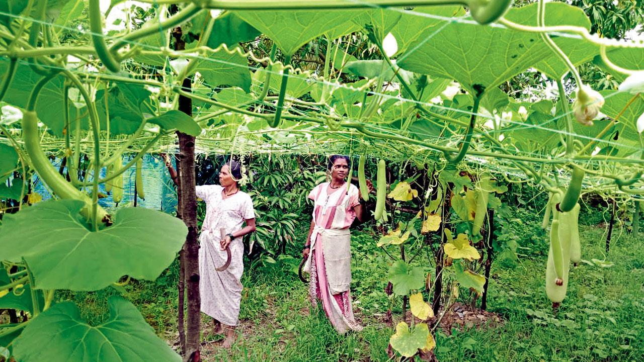 Why you can pick your monsoon vegetables grown by the Warli community in Madh