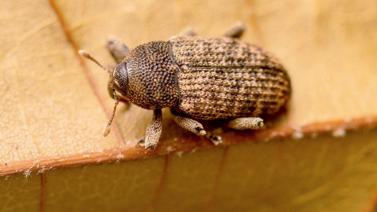 Weevil