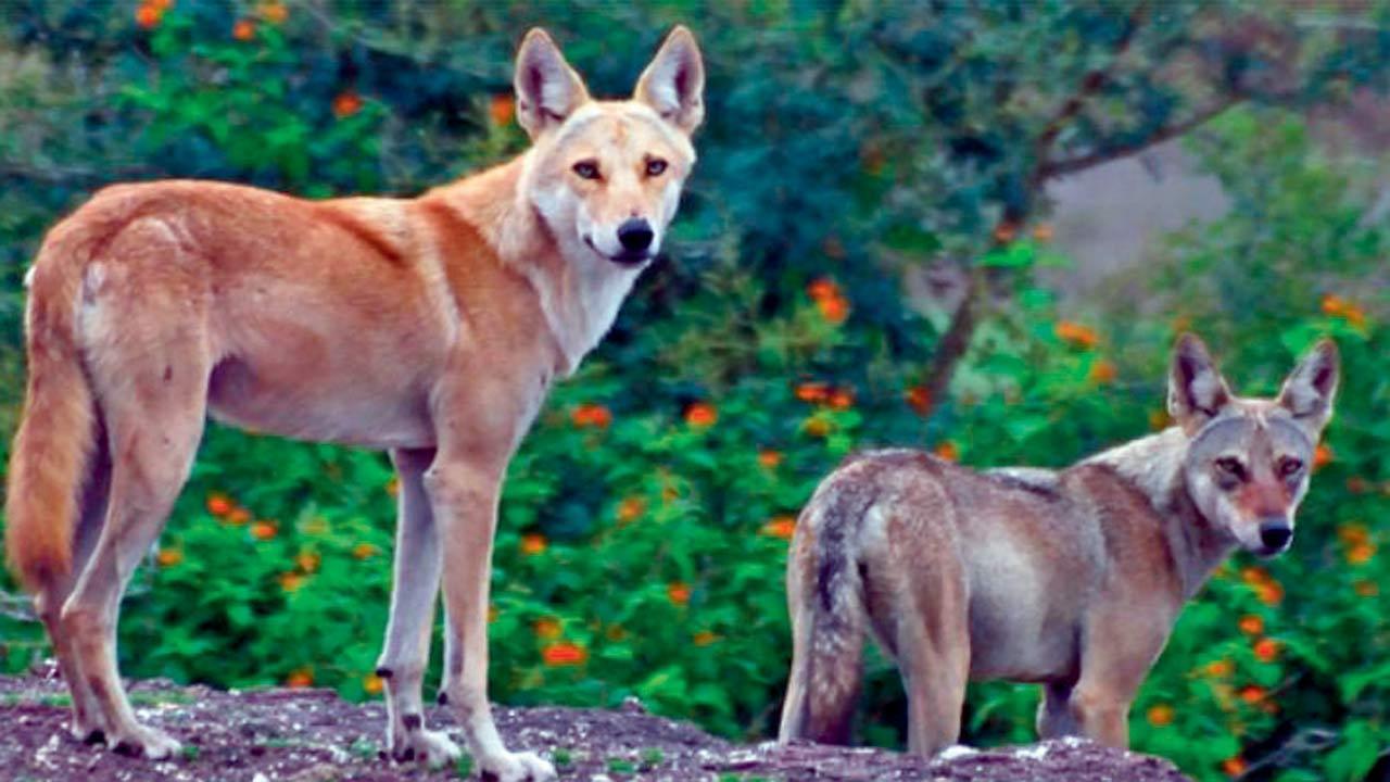 Wolfdogs should not be kept as pets, warn experts