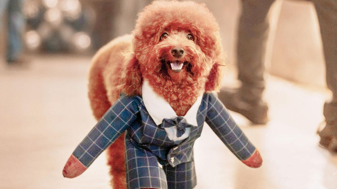 Zane, the four-year-old apricot poodle at the Lower Parel café