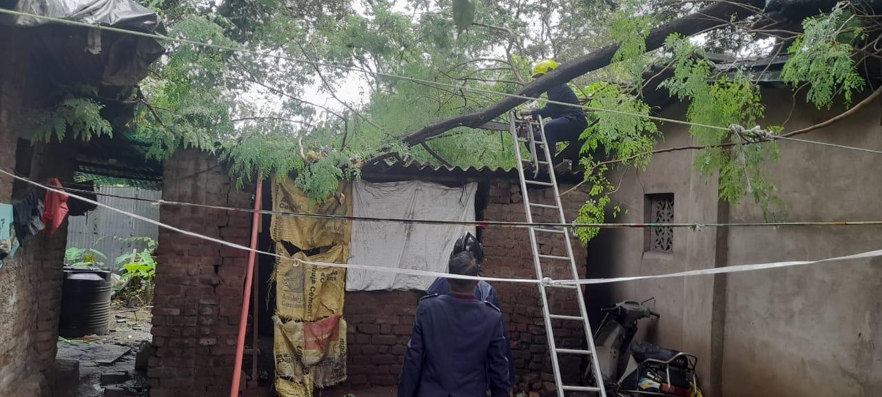 Tree branch collapses on two homes in Maharashtra's Diva, no injuries reported