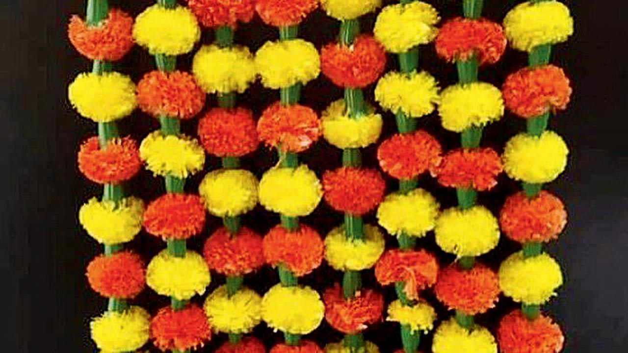 Petal paradise 