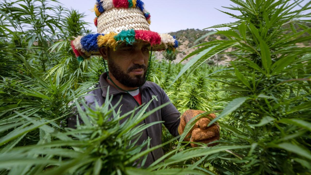 In Morocco, cannabis growers come 'out of the shadows'