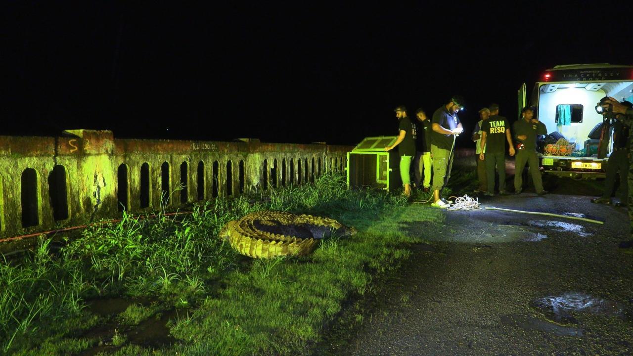 Crocodile sighted near Varasgaon in Pune amid rains, rescued by forest dept and RESQ CT team