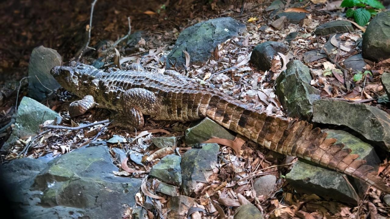 Indian Marsh Crocodile rescued from Powai pit by forest department and RAWW