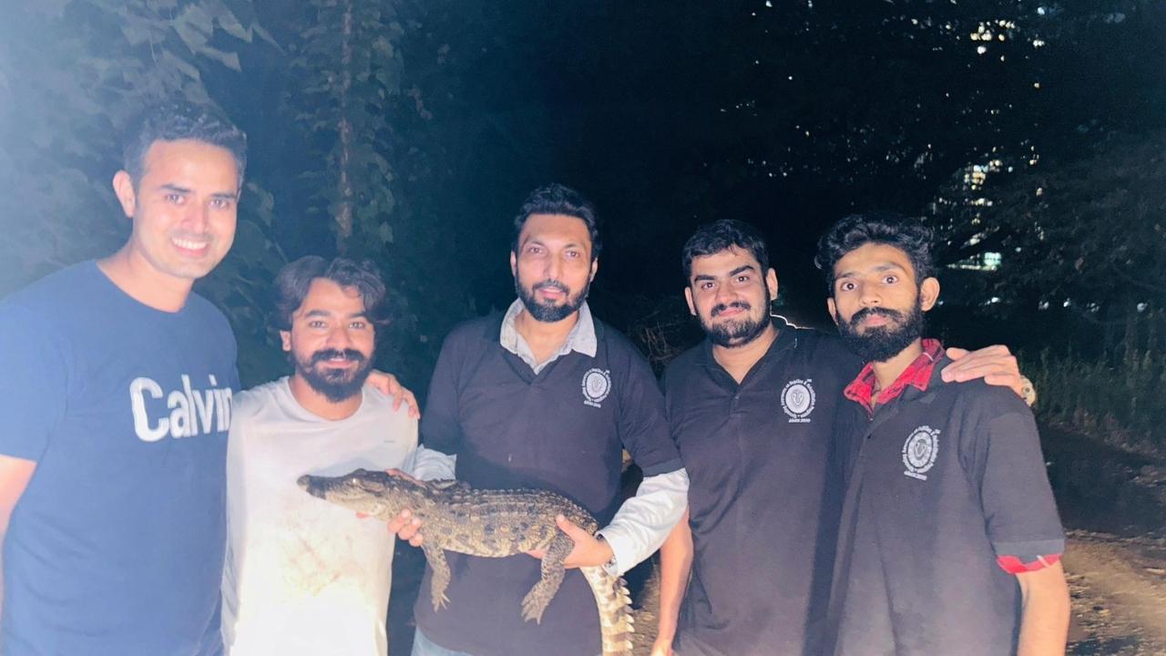 Mumbai: Indian marsh crocodile rescued from Aarey, released to its natural habitat