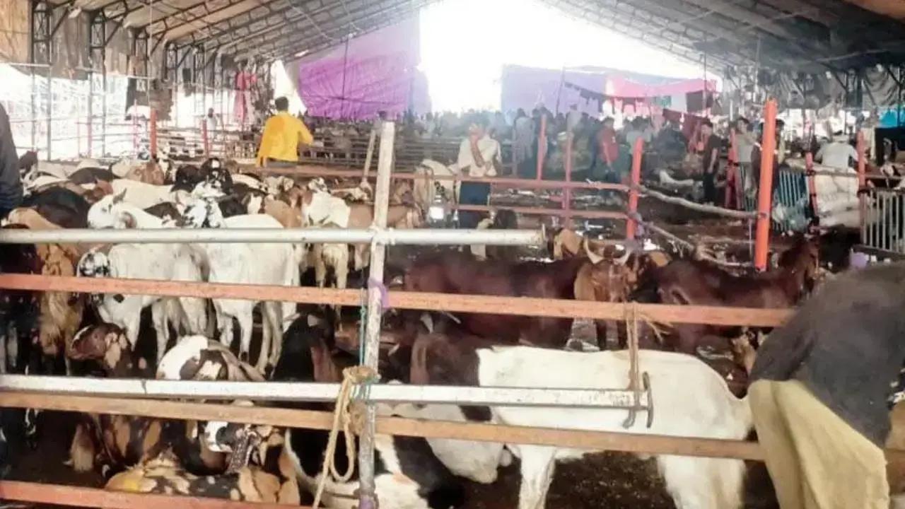 Mumbai: BMC considers one-day closure of abattoir for Paryushan Parva