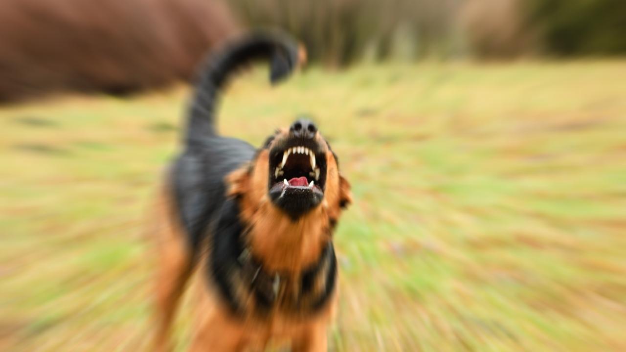 Karnataka: Woman on morning walk dies after pack of stray dogs attacks her in Bengaluru