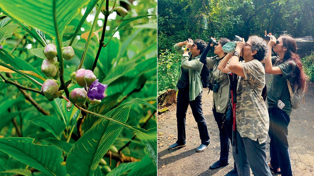 (From left) A karvi bloom spotted during the walk; participants on the trail  